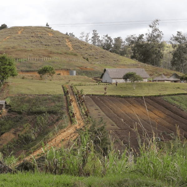 Brewer's Choice Single Origin - Gift Coffee Subscription - Image 2