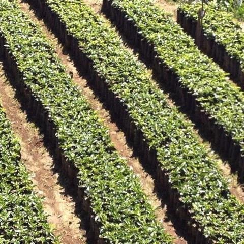 Organic Decaf Espresso - Image 3