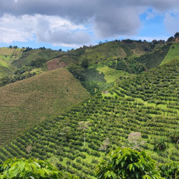 Colombia Acevedo Huila Bourbon Ají Thermo-Shock - Image 3