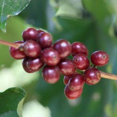 Italian Roast - Image 4