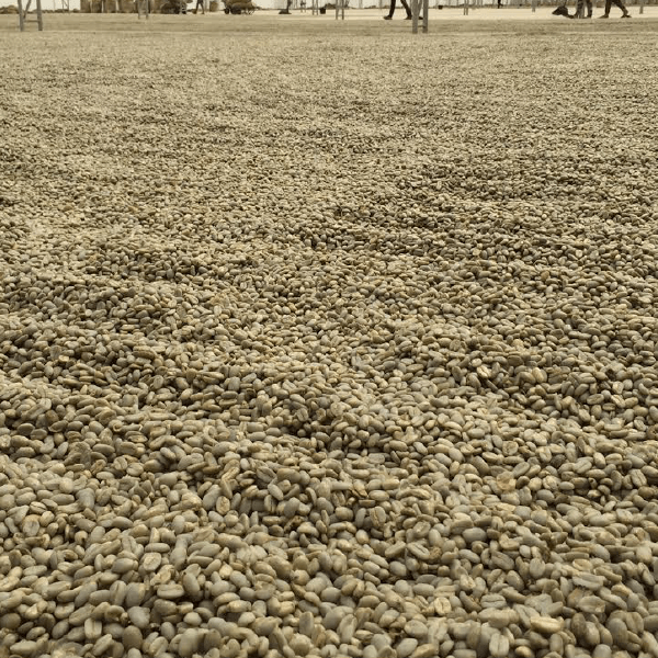 Unroasted Sumatra Mutu Batak - Image 3