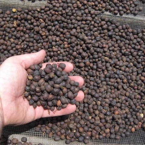 WBC World's Best Espresso - Image 5