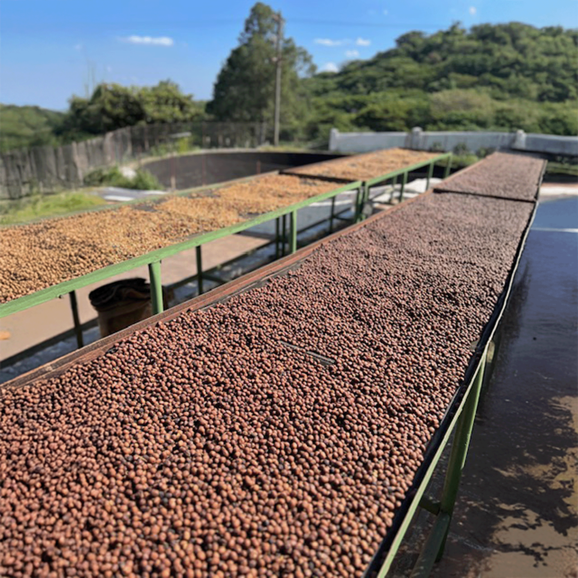 El Salvador Jasal Orange Geisha Anaerobic Natural - Image 7