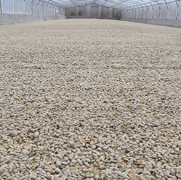 Unroasted Guatemala Huehuetenango Rio Azul SHB EP - Image 4