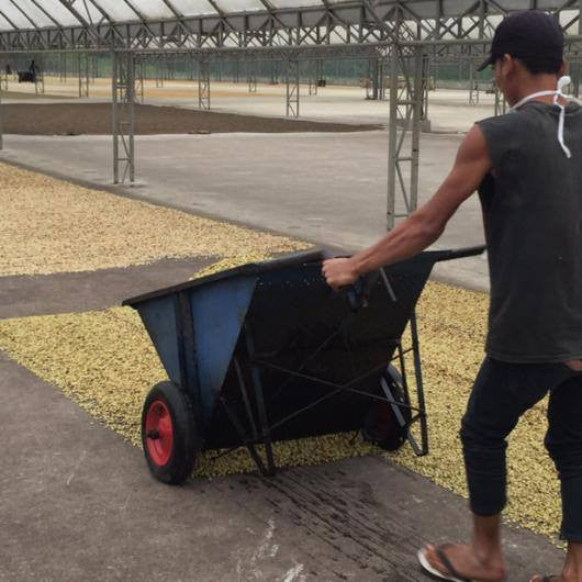 Unroasted Sumatra Mutu Batak - Image 4