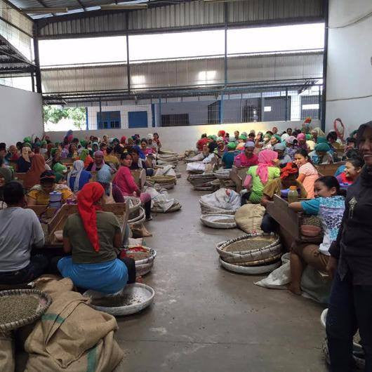 Unroasted Sumatra Mutu Batak - Image 5