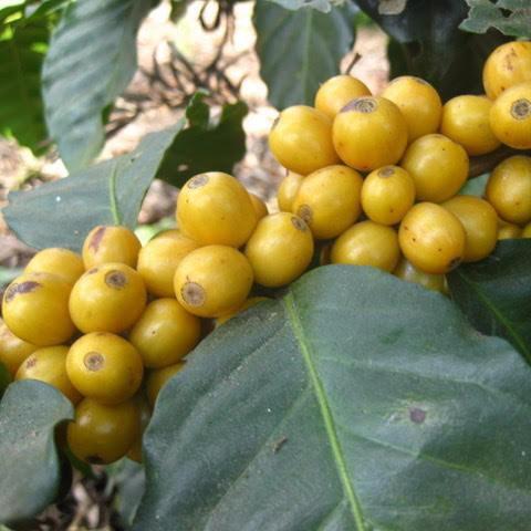 WBC World's Best Espresso - Image 7