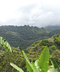 Alternative view of Unroasted Colombia Popoyán Cauca